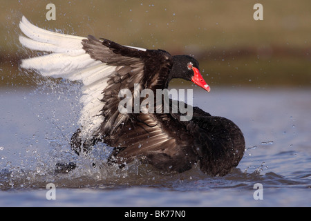 Black Swan Stockfoto