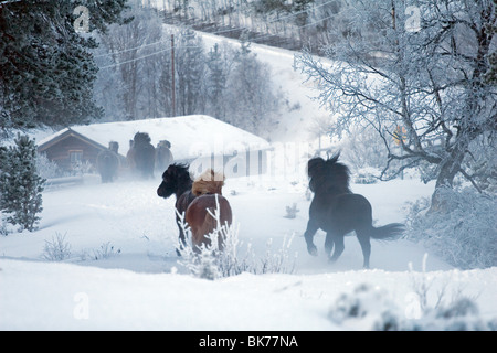 Islandpferd Stockfoto