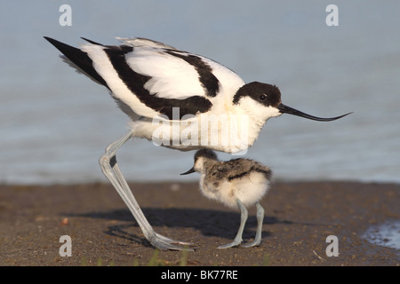 pied avocet Stockfoto