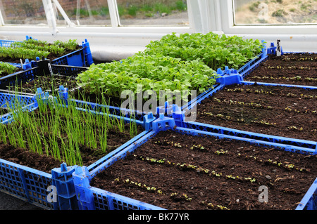 Sämlinge wachsen in Recycling-Boxen in ein Gewächshaus Carmarthenshire Wales UK GB Stockfoto