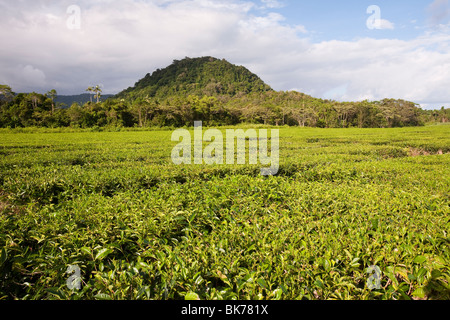 Eine Teeplantage im Daintree Regenwald in Queensland, Australien. Stockfoto