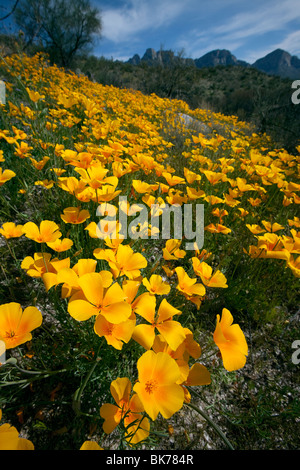 Wildblumenwiese, Mexican Gold Mohn (Eschscholzia Californica SSP. Mexicana), blühen in der Sonora-Wüste, Tucson, Arizona Stockfoto