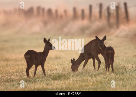 Rehe Stockfoto