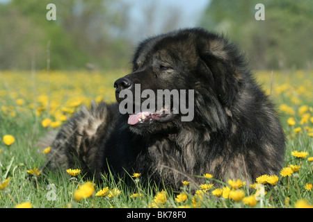 Kaukasische Owtscharka liegend Stockfoto