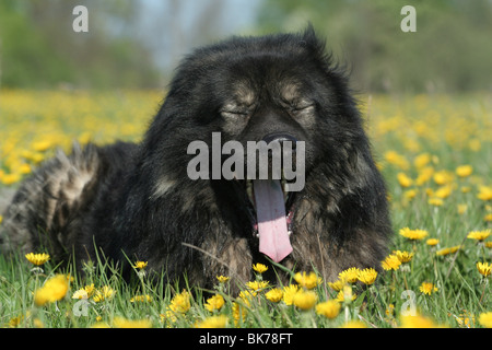 Kaukasische Owtscharka liegend Stockfoto