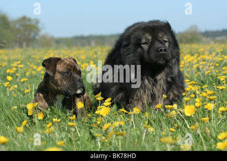 Boxer & kaukasische owtscharka Stockfoto