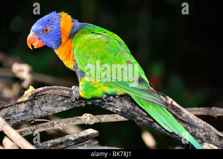 Allfarblori, Trichoglossus Haematodus Moluccanus, ursprünglich aus Australasien, Parque Das Aves, Foz Do Iguaçu, Parana, Brasilien Stockfoto