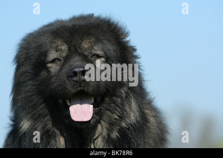 Kaukasische Owtscharka Porträt Stockfoto