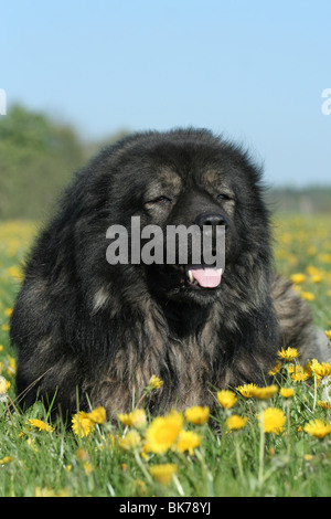 Kaukasische Owtscharka liegend Stockfoto