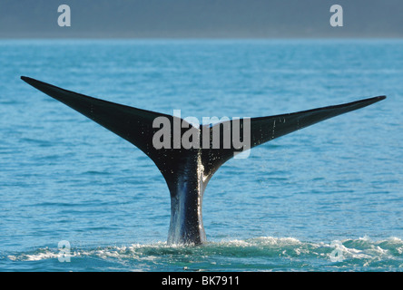 Pottwal (Physeter Macrocephalus) zeigt seine Egel wie es taucht in Kaikoura, Neuseeland Stockfoto