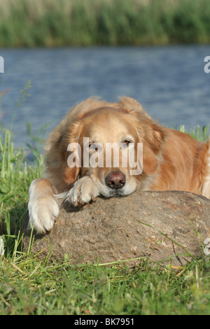 liegenden männlichen Golden Retriever Stockfoto