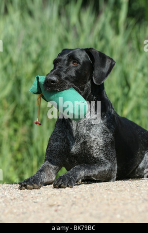 Deutsch Drahthaar mit dummy Stockfoto