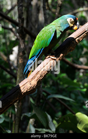 Blue-winged Ara, Primolius Maracana, Parque Das Aves, Foz Do Iguaçu, Parana, Brasilien Stockfoto