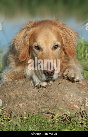 liegenden männlichen Golden Retriever Stockfoto