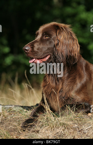 Deutsch Langhaar Zeiger Stockfoto