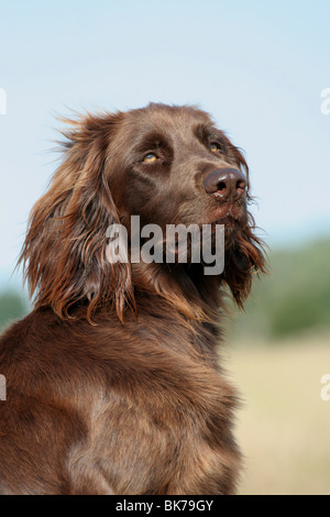 Deutsch Langhaar Zeiger Stockfoto