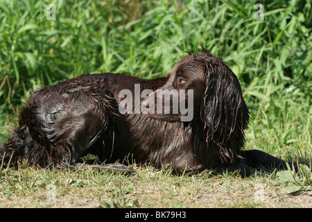 Deutsch Langhaar Zeiger Stockfoto