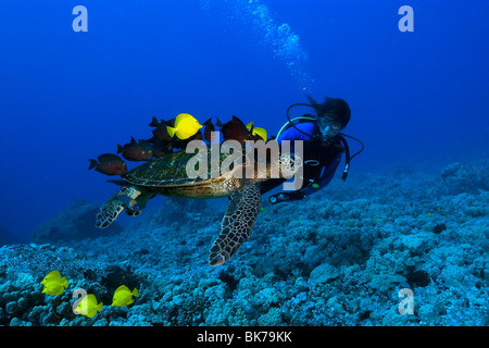 Taucher beobachtet als grüne Meeresschildkröte Chelonia Mydas wird gereinigt von Riff-Fischen, Kona, Hawaii Stockfoto