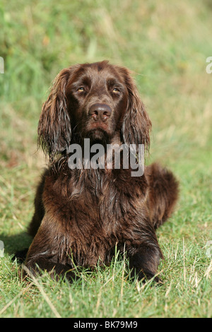 Deutsch Langhaar Zeiger Stockfoto