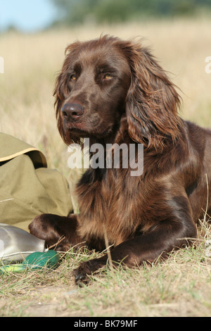 Deutsch Langhaar Zeiger Stockfoto