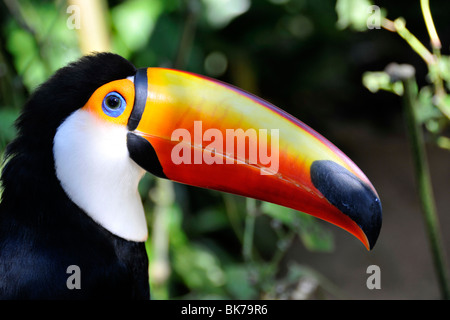 Riesentukan, Ramphastos Toco, Foz Do Iguaçu, Parana, Brasilien Stockfoto