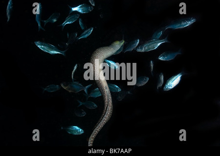 Giant Moray, Gymnothorax Javanicus, frei schwimmen neben Fisch, Kona, Big Island, Hawaii, USA Stockfoto