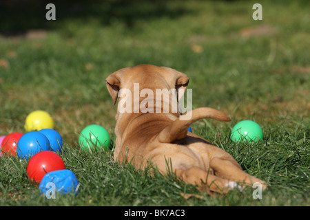 Olde English Bulldogge Stockfoto