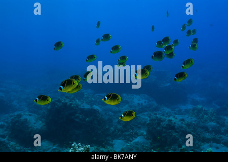 Racoon Butterflyfish, Chaetodontidae Lunula, Kailua-Kona, Hawaii Stockfoto