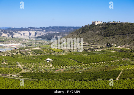 Plantagen neben Segre und Ebro Fluss und Mequinenza Burg Stockfoto