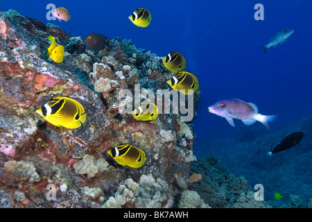 Racoon Butterflyfish, Chaetodontidae Lunula und Doublebar Goatfish, Parupeneus Bifasciatus, Kailua-Kona, Hawaii Stockfoto