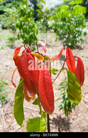 Anpflanzung von Bäumen für Klimaschutzprojekt im Daintree Regenwald in Queensland, Australien. Stockfoto