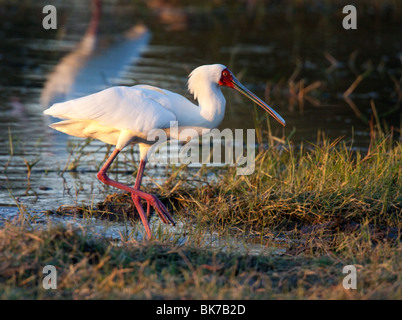 Afrikanischer Löffler (Platalea Alba) in das Okavango Delta in Botswana Xakanaxa und Umgebung Stockfoto