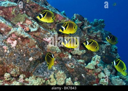 Racoon oder Halbmond - maskierte Falterfische, Chaetodon lunula, Kailua-Kona, Hawaii, USA Stockfoto