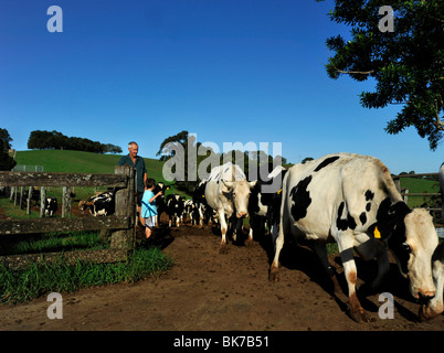 Dairy Farm Australien Stockfoto