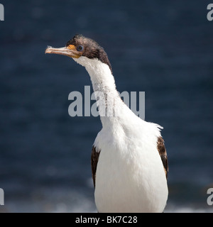 Porträt von einem kaiserlichen Shag, West Falkland-Inseln Stockfoto