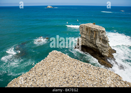 Auckland, Luftaufnahme der Tölpel Felsen am Muriwai Beach Stockfoto