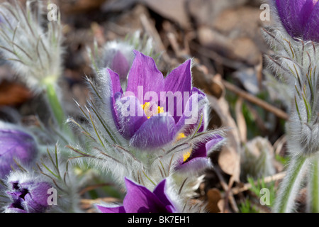 Hallers Kuhschelle (Pulsatilla Halleri) in voller Blüte. Charles Lupica Stockfoto