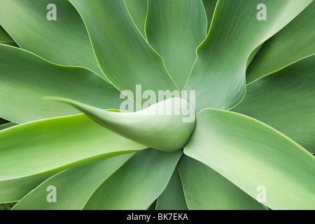 Auckland, Agave, Jahrhundertpflanze, Nahaufnahme Stockfoto