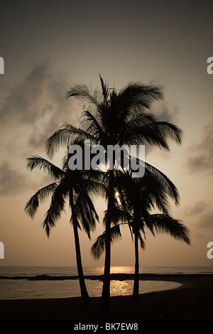 Palmen am Strand bei Sonnenuntergang Stockfoto