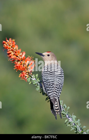 Gila Specht Männchen auf Ocotillo. Stockfoto