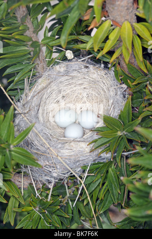 Geringerem Stieglitz Nest & Eiern. Stockfoto