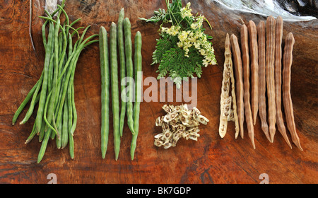 Moringa Oleifera, Bohne Ölbaum, Malunggay, angeblich für die Senkung von Blutdruck und Linderung der Kopfschmerzen vorteilhaft Stockfoto