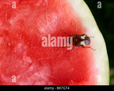 Afrikanische Zig - Zag Obst Chafer ein Käfer Typ Insekten ernähren sich von einer Wasser Melone Anisorrhina flavomaculata Stockfoto