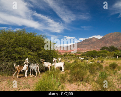 Eine große Gruppe von Ziege Essen aus der Natur. Stockfoto