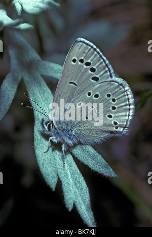 Silbrig blaue Schmetterling (Glaucopsyche Lygdamus), Morrison Colorado uns Stockfoto