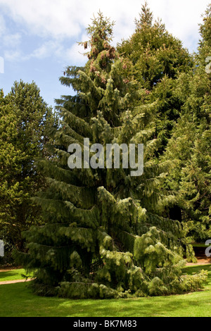 Die Brauer weinend Fichte [Picea Breweriana] an den Botanischen Garten in Dundee, UK Stockfoto