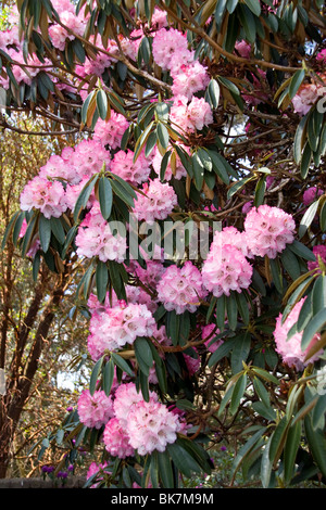 Cluster von rosa Rhododendron Arboreum immergrüner Strauch in voller Blüte in Dundee Botanic Gardens Stockfoto