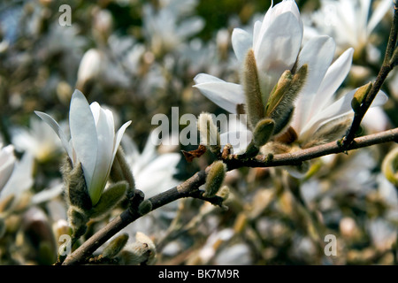 Sterne Magnolia Stellata in voller Blüte in Dundee Botanic Gardens Stockfoto