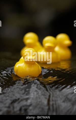 gelbe Plastikspielzeug Enten auf einem schnell fließenden Fluss im Vereinigten Königreich Stockfoto