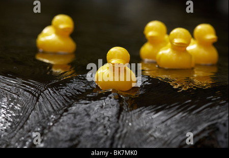 gelbe Plastikspielzeug Enten auf einem schnell fließenden Fluss gehen über Felsen im Vereinigten Königreich Stockfoto